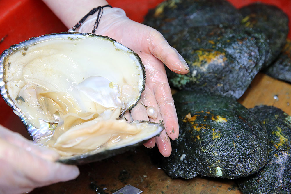 没网红，没明星，诸暨珍珠哥直播开蚌半年卖出3000万