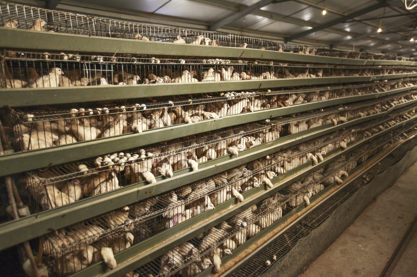 程元新拥有亚洲最大的鹌鹑养殖基地,日产鹌鹑蛋超过20吨以上.